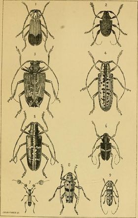 Drawing of bugs in Nicaragua – Best Places In The World To Retire – International Living